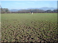 Horse paddock at Riddings Farm