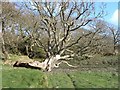 Tree on foreshore