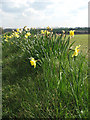 Daffodils growing beside Mark