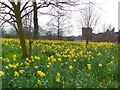 NS6959 : Daffodils at Bothwell Castle by Gordon Brown