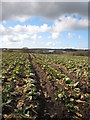 SW7630 : Field of cauliflower ('broccolli' in the local vernacular) after harvesting by Rod Allday