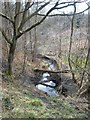 Stream in the forest