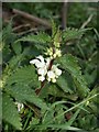 White dead-nettle, Shaptor Farm