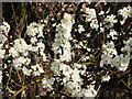 Blackthorn in blossom