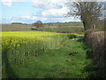 Oilseed Rape near Hoccum