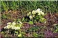 Primroses (Primula vulgaris)