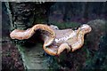 SE7794 : Fungus on Tree on Leaf Howe by Steve Partridge