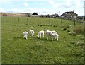 Lambs at Glovershaw, Baildon