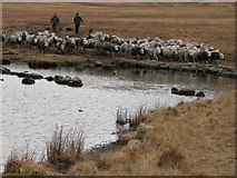 NY1804 : Sheep herding, Burnmoor Turn by Callum Black
