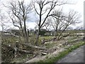 Damaged willows, Glovershaw, Bingley