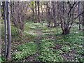 Woodland along the bank of Silkstone Beck