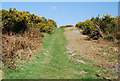 Track across Knighton Heath