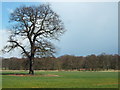 Oak tree and pheasant