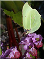 Brimstone butterfly (Gonepteryx rhamni)