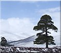 NO0591 : Scots pine in Glen Lui by Gwen and James Anderson