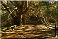 SU8210 : Yew woods, Kingley Vale by Jim Champion
