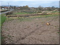 Pumpkin patch at Sudeley Farm