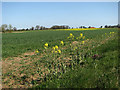 Fields beside country lane