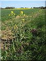 Weeds by the roadside