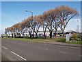 Line of trees, South Bank Road