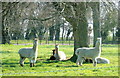 2008 : Alpacas at Monks Park near Gastard