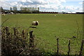 Sheep in a field near Aston Fields Farm