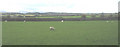 Grazing sheep at Rhosbothan