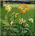 Two-tone cowslips