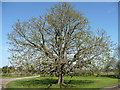 Chestnut leafing-up