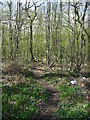 Path into Blean Woods