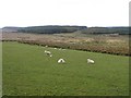 Kiltest Townland