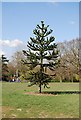 TQ5740 : Monkey Puzzle tree, St Johns Recreation Ground by N Chadwick