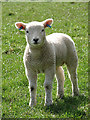 A well-developed Texel lamb