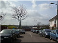 Looking at the allotments near Beatrix Potter school