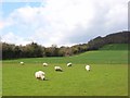 Farmland, Piddington