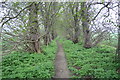 A path through the woods near Pond Street