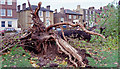 Fallen Black Poplar