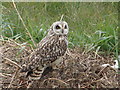 TF1463 : Short Eared Owl by Ian Paterson
