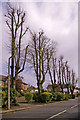 Trees, Wellington Road, Bush Hill Park, Enfield