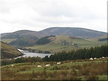 NT2264 : Sheep below Castlelaw by Richard Webb