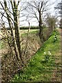 Daffodils growing alongside drainage ditch