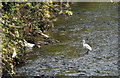 A little egret