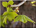 Young leaves on Horse Chestnut Tree, Prince George Avenue, London N14