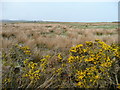 Low moorland north of the A836