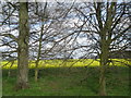 Oilseed Rape beyond the trees