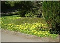 Winter Aconites