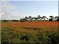 Poppies at Down Farm