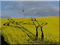 Oil  Seed Rape