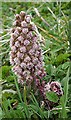 NJ3357 : Butterbur (Petasites hybridus) by Anne Burgess