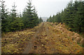 NY6883 : Forest Track by Peter McDermott